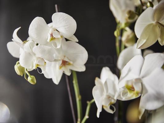 Живое растение PHALAENOPSIS 103.033.65 IKEA (ИКЕА ФАЛЕНОПСИС), фото 9