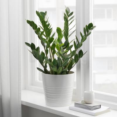 Живое растение ZAMIOCULCAS 900.379.90 IKEA (ИКЕА ЗАМИОКУЛЬКАС), фото 3
