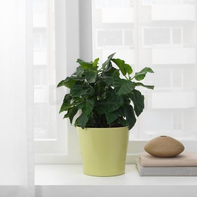 Горщик PAPAJA 504.216.87 IKEA (ИКЕА ПАПАЙЯ), фото 2