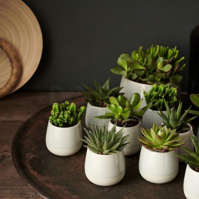 Живое растение SUCCULENT 003.432.77 IKEA (ИКЕА СОЧНЫЕ), фото 5