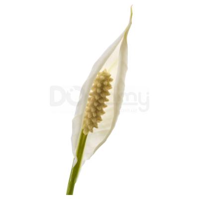 Живое растение SPATHIPHYLLUM 601.449.01 IKEA (ИКЕА SPATHIPHYLLUM), фото 2