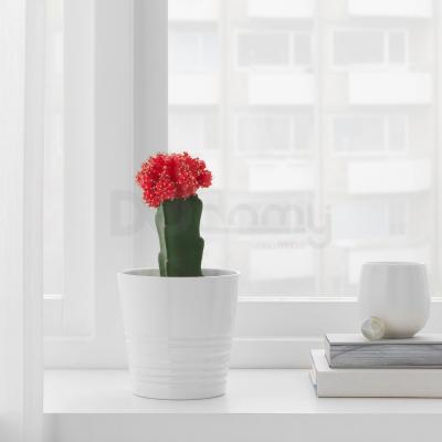 Комнатное растение GYMNOCALYCIUM 804.933.38 IKEA (ИКЕА ГИМНОКАЛИЦИЙ), фото 2