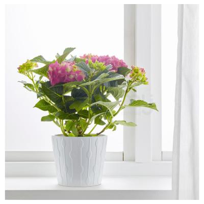 HYDRANGEA 504.918.21 IKEA (ИКЕА ГОРТЕНЗИЯ), фото 3