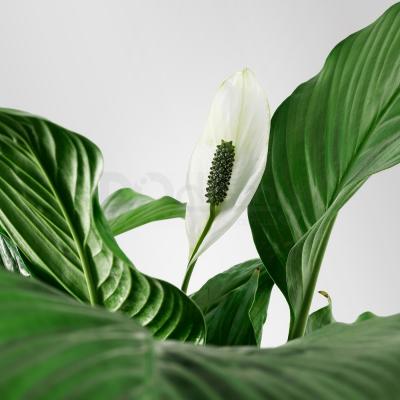 Живое растение SPATHIPHYLLUM 601.449.01 IKEA (ИКЕА SPATHIPHYLLUM), фото 5