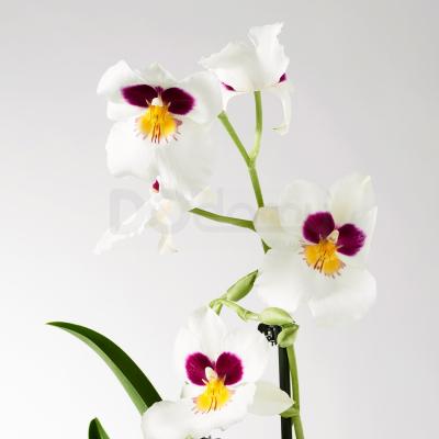 Живое растение PHALAENOPSIS 103.033.65 IKEA (ИКЕА ФАЛЕНОПСИС), фото 5