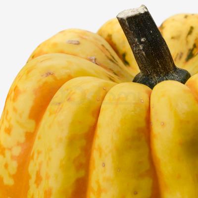 Гарбуз декоративний CUCURBITA 405.005.95 IKEA (ИКЕА КУКУРБИТА), фото 3