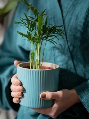 Живое растение CHAMAEDOREA ELEGANS 903.927.63 IKEA (ИКЕА CHAMAEDOREA ELEGANS), фото 6