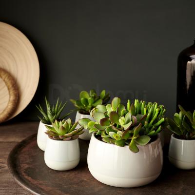Живое растение SUCCULENT 003.432.77 IKEA (ИКЕА СОЧНЫЕ), фото 7