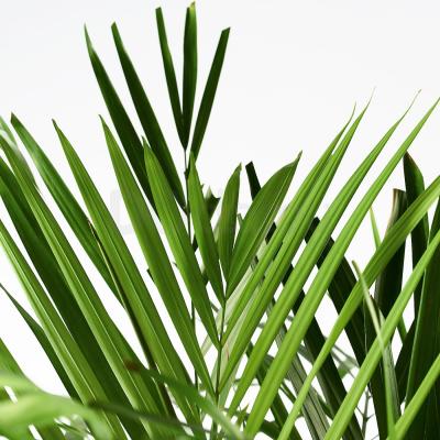 Живое растение DYPSIS LUTESCENS 468.040.05 IKEA (ИКЕА DYPSIS LUTESCENS), фото 3