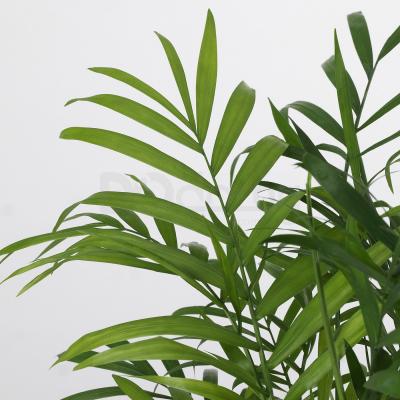 Живое растение CHAMAEDOREA ELEGANS 903.927.63 IKEA (ИКЕА CHAMAEDOREA ELEGANS), фото 3