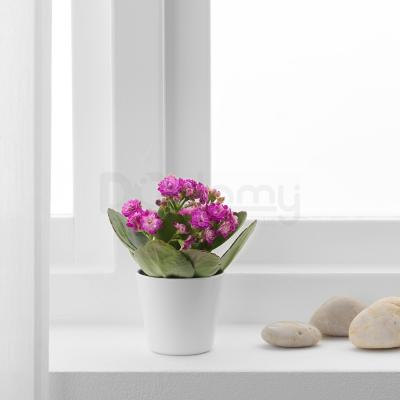 Растение с горшком KALANCHOE 105.005.92 IKEA (ИКЕА КАЛАНЧОЕ), фото 2