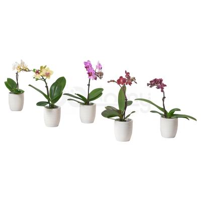 PHALAENOPSIS 205.050.18 IKEA (ИКЕА ФАЛАЕНОПСИС), фото 1