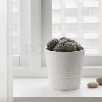 Живое растение CACTACEAE 003.109.60 IKEA (ИКЕА CACTACEAE), фото 2