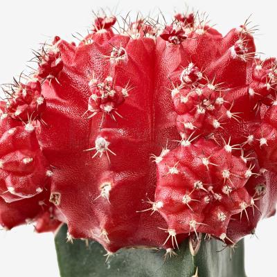 Комнатное растение GYMNOCALYCIUM 804.933.38 IKEA (ИКЕА ГИМНОКАЛИЦИЙ), фото 3