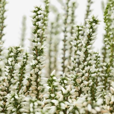 Комнатное растение CALLUNA 705.005.94 IKEA (ИКЕА КАЛЛУНА), фото 5