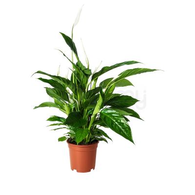 Живое растение SPATHIPHYLLUM 168.040.78 IKEA (ИКЕА SPATHIPHYLLUM), фото 1
