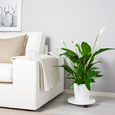 Живое растение SPATHIPHYLLUM 168.040.78 IKEA (ИКЕА SPATHIPHYLLUM), фото 4