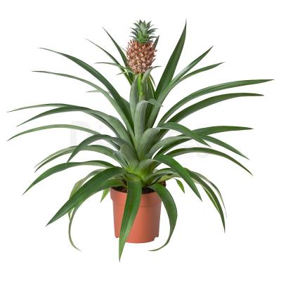 ANANAS 505.005.90 IKEA (ИКЕА АНАНАС), фото 1