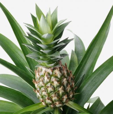 ANANAS 505.005.90 IKEA (ИКЕА АНАНАС), фото 3