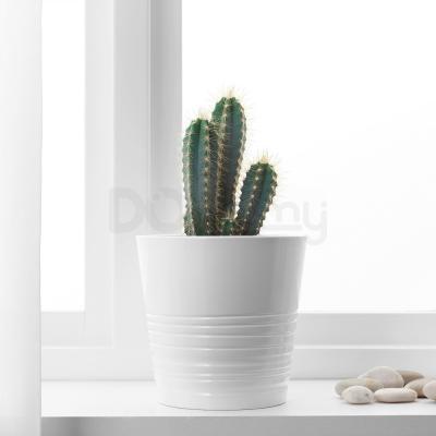 Живое растение CACTACEAE 003.109.60 IKEA (ИКЕА CACTACEAE), фото 3