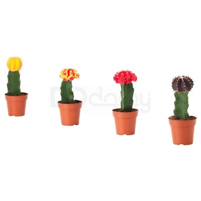 Комнатное растение GYMNOCALYCIUM 804.933.38 IKEA (ИКЕА ГИМНОКАЛИЦИЙ), фото 1