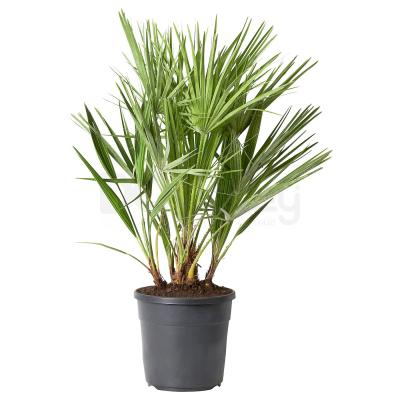 CHAMAEROPS HUMILIS 404.933.59 IKEA (ИКЕА ЧАМАЭРОПС ГУМИЛИС), фото 1