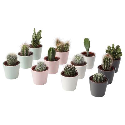 Живое растение CACTACEAE 704.020.32 IKEA (ИКЕА CACTACEAE), фото 1