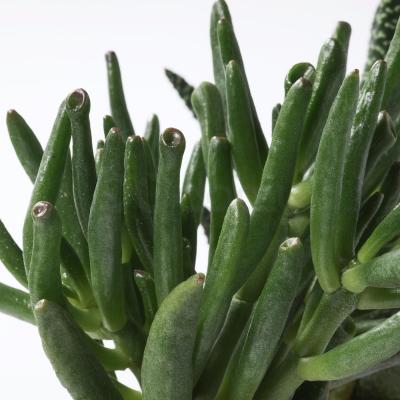 Живое растение SUCCULENT 203.432.76 IKEA (ИКЕА СОЧНЫЕ), фото 3