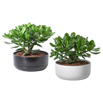 Рослина з горщиком CRASSULA 104.853.70 IKEA (ИКЕА КРАССУЛА), фото 1
