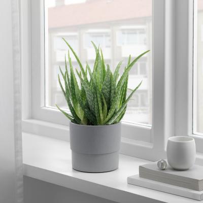 Живое растение ALOE VERA 702.766.51 IKEA (ИКЕА АЛОЭ ВЕРА), фото 2