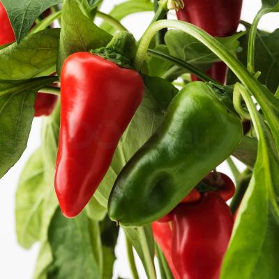 CAPSICUM ANNUUM 904.933.28 IKEA (ИКЕА CAPSICUM ANNUUM), фото 5