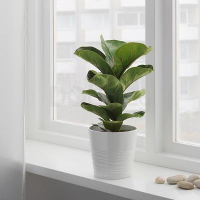 Комнатное растение FICUS LYRATA BAMBINO 104.853.65 IKEA (ИКЕА ФИКУС ЛИРАТА БАМБИНО), фото 2