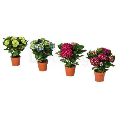 HYDRANGEA 504.918.21 IKEA (ИКЕА ГОРТЕНЗИЯ), фото 1