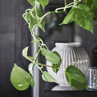 Жива рослина EPIPREMNUM 305.005.91 IKEA (ИКЕА EPIPREMNUM), фото 5