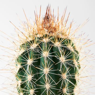 Живое растение CACTACEAE 704.020.32 IKEA (ИКЕА CACTACEAE), фото 3
