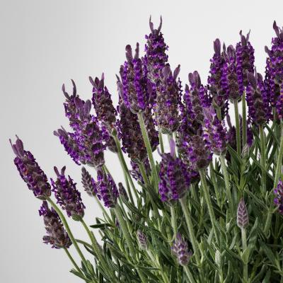 LAVANDULA 004.933.23 IKEA (ИКЕА Lavandula), фото 4