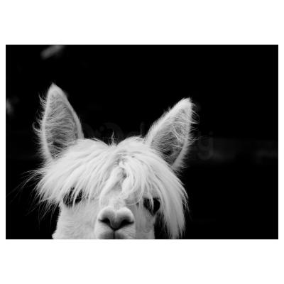 Картина  PJATTERYD 805.076.89 IKEA (ИКЕА ПЯТТЕРИД), фото 1