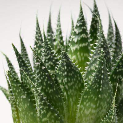 Живое растение SUCCULENT 203.432.76 IKEA (ИКЕА СОЧНЫЕ), фото 4