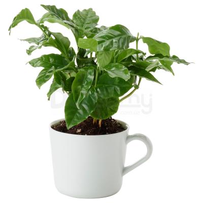 Кімнатна рослина з кухлем COFFEA ARABICA 705.005.89 IKEA (ИКЕА КОФЕ АРАБИКА), фото 1