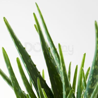 Живое растение ALOE VERA 702.766.51 IKEA (ИКЕА АЛОЭ ВЕРА), фото 4