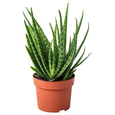 Живое растение ALOE VERA 702.766.51 IKEA (ИКЕА АЛОЭ ВЕРА), фото 1