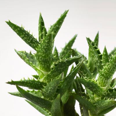 Живое растение SUCCULENT 103.110.06 IKEA (ИКЕА СОЧНЫЕ), фото 3