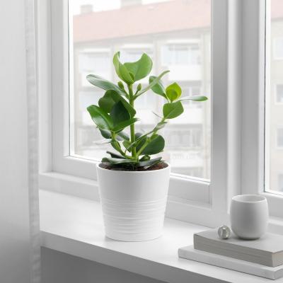 Живое растение CLUSIA 702.345.62 IKEA (ИКЕА CLUSIA), фото 2