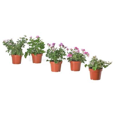 PELARGONIUM 104.933.94 IKEA (ИКЕА ПЕЛАРГОНИЯ), фото 1