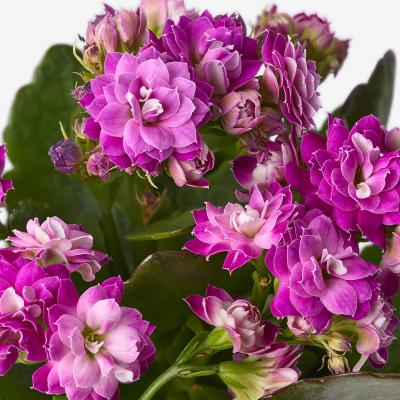 Растение с горшком KALANCHOE 105.005.92 IKEA (ИКЕА КАЛАНЧОЕ), фото 5