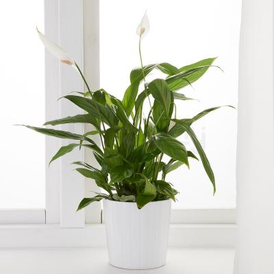 Живое растение SPATHIPHYLLUM 601.449.01 IKEA (ИКЕА SPATHIPHYLLUM), фото 3