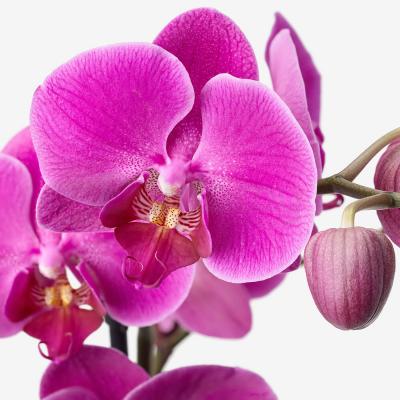 Живое растение PHALAENOPSIS 103.033.65 IKEA (ИКЕА ФАЛЕНОПСИС), фото 3