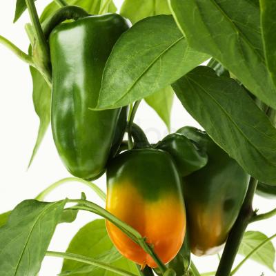 CAPSICUM ANNUUM 904.933.28 IKEA (ИКЕА CAPSICUM ANNUUM), фото 3