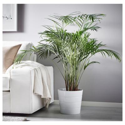 Живое растение DYPSIS LUTESCENS 468.040.05 IKEA (ИКЕА DYPSIS LUTESCENS), фото 2