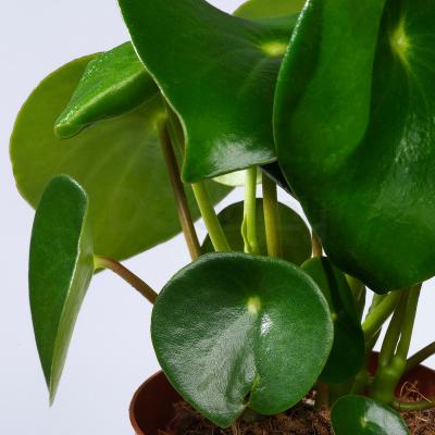 Живе рослина PEPEROMIA POLYBOTRYA 504.085.44 IKEA (ИКЕА PEPEROMIA POLYBOTRYA), фото 3